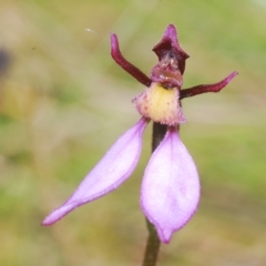 Eriochilus magenteus (Magenta autumn orchid) at Tinderry, NSW - 16 Feb 2023 by Harrisi