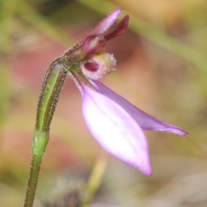 Eriochilus magenteus at Tinderry, NSW - 16 Feb 2023