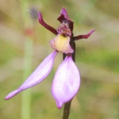 Eriochilus magenteus at Tinderry, NSW - 16 Feb 2023