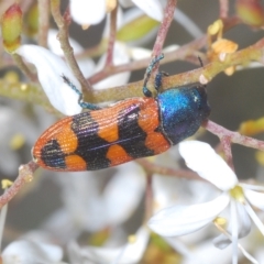 Castiarina crenata (Jewel beetle) at Melrose - 17 Feb 2023 by Harrisi