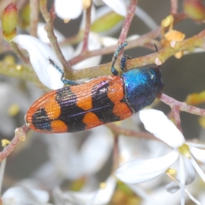 Castiarina crenata at Theodore, ACT - 17 Feb 2023 11:44 PM