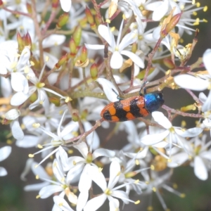 Castiarina crenata at Theodore, ACT - 17 Feb 2023