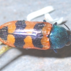 Castiarina crenata at Theodore, ACT - 17 Feb 2023 11:44 PM