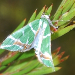 Chlorodes boisduvalaria (Boisduval's Emerald) at Tinderry, NSW - 16 Feb 2023 by Harrisi