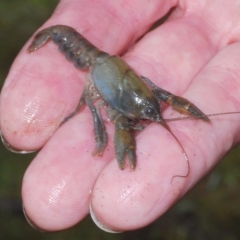 Unidentified Freshwater Crayfish by Harrisi