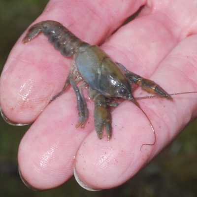 Unverified Freshwater Crayfish by Harrisi