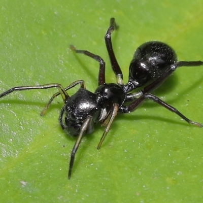 Unidentified Spider (Araneae) at Wellington Point, QLD - 17 Feb 2023 by TimL