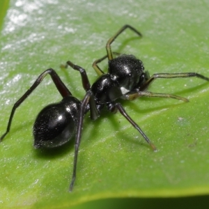 Myrmarachne (genus) at Wellington Point, QLD - suppressed