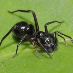 Myrmarachne (genus) at Wellington Point, QLD - suppressed