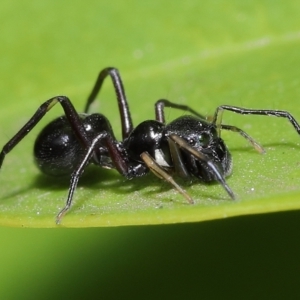 Myrmarachne (genus) at Wellington Point, QLD - suppressed