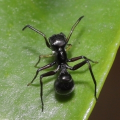 Myrmarachne (genus) at Wellington Point, QLD - suppressed