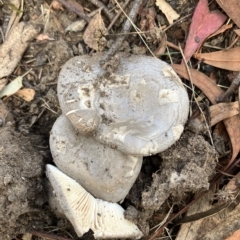 Amanita sp. (Amanita sp.) at Higgins Woodland - 18 Feb 2023 by Jillw