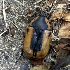 Chondropyga dorsalis (Cowboy beetle) at Higgins, ACT - 16 Feb 2023 by Jillw