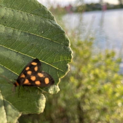 Asura cervicalis (Spotted Lichen Moth) at Lake Burley Griffin West - 18 Feb 2023 by Jillw