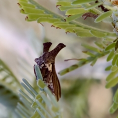 Ceraon sp. (genus) (2-horned tree hopper) at Forde, ACT - 14 Feb 2023 by KorinneM