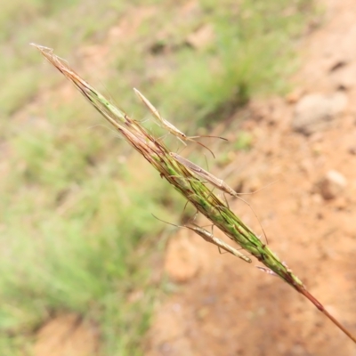 Mutusca brevicornis (A broad-headed bug) at Greenway, ACT - 18 Feb 2023 by MatthewFrawley