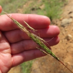 Mutusca brevicornis at Greenway, ACT - 18 Feb 2023