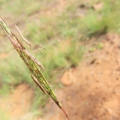 Mutusca brevicornis at Greenway, ACT - 18 Feb 2023