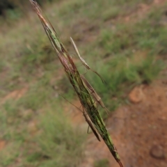 Mutusca brevicornis at Greenway, ACT - 18 Feb 2023 09:33 AM