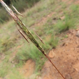 Mutusca brevicornis at Greenway, ACT - 18 Feb 2023 09:33 AM