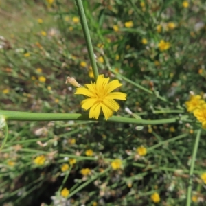 Chondrilla juncea at Greenway, ACT - 18 Feb 2023 09:40 AM