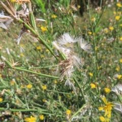 Chondrilla juncea at Greenway, ACT - 18 Feb 2023 09:40 AM