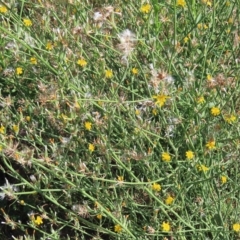 Chondrilla juncea at Greenway, ACT - 18 Feb 2023 09:40 AM