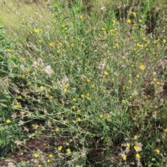 Chondrilla juncea at Greenway, ACT - 18 Feb 2023 09:40 AM