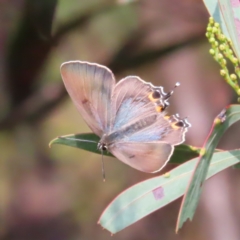 Jalmenus ictinus (Stencilled Hairstreak) at Greenway, ACT - 17 Feb 2023 by MatthewFrawley