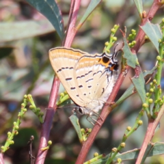 Jalmenus ictinus at Greenway, ACT - 18 Feb 2023