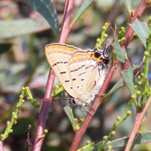 Jalmenus ictinus at Greenway, ACT - 18 Feb 2023