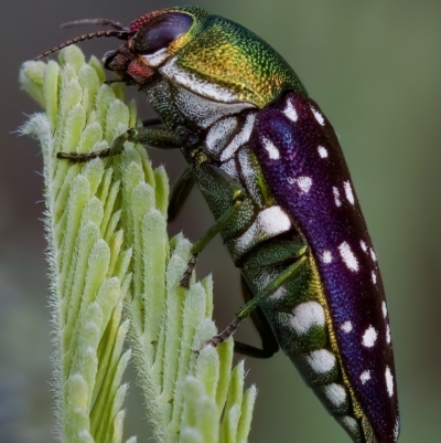 Diphucrania leucosticta (White-flecked acacia jewel beetle) at Mulligans Flat - 14 Feb 2023 by KorinneM