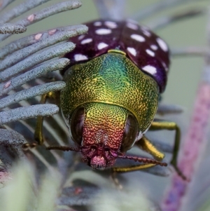 Diphucrania leucosticta at Throsby, ACT - 14 Feb 2023