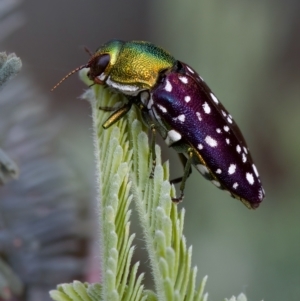 Diphucrania leucosticta at Throsby, ACT - 14 Feb 2023