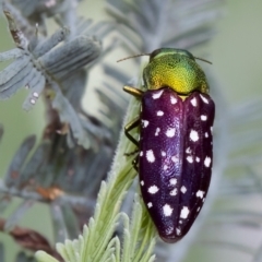 Diphucrania leucosticta at Throsby, ACT - 14 Feb 2023