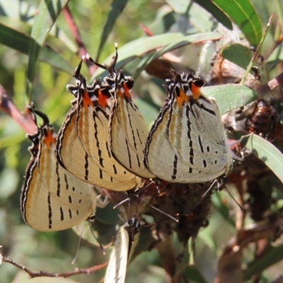 Jalmenus evagoras (Imperial Hairstreak) at Greenway, ACT - 18 Feb 2023 by MatthewFrawley