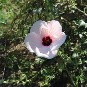 Pavonia hastata at Greenway, ACT - 18 Feb 2023 09:54 AM