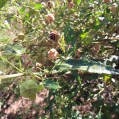 Pavonia hastata at Greenway, ACT - 18 Feb 2023 09:54 AM