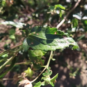 Pavonia hastata at Greenway, ACT - 18 Feb 2023 09:54 AM