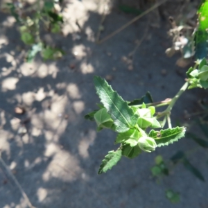 Pavonia hastata at Greenway, ACT - 18 Feb 2023 09:54 AM