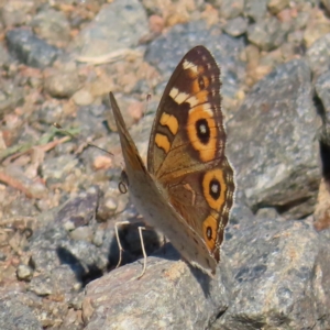 Junonia villida at Greenway, ACT - 18 Feb 2023