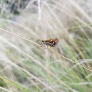 Taractrocera papyria at Kambah, ACT - 18 Feb 2023