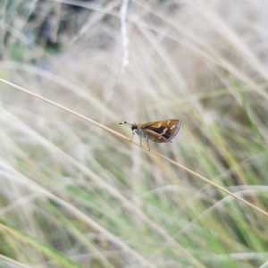 Taractrocera papyria at Kambah, ACT - 18 Feb 2023