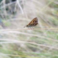 Taractrocera papyria at Kambah, ACT - 18 Feb 2023