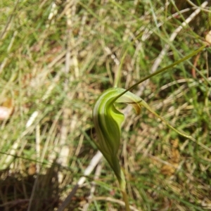 Diplodium decurvum at Cotter River, ACT - 11 Feb 2023