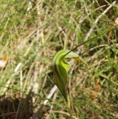 Diplodium decurvum (Summer greenhood) at Cotter River, ACT - 11 Feb 2023 by Venture