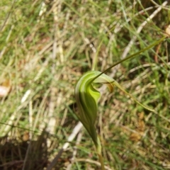 Diplodium decurvum (Summer greenhood) at Cotter River, ACT - 11 Feb 2023 by Venture