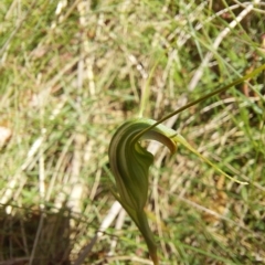 Diplodium decurvum at Cotter River, ACT - 11 Feb 2023