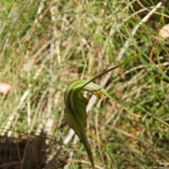 Diplodium decurvum at Cotter River, ACT - 11 Feb 2023