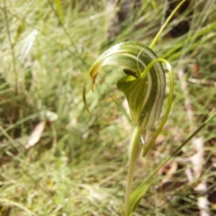 Diplodium decurvum (Summer greenhood) at Namadgi National Park - 11 Feb 2023 by Venture